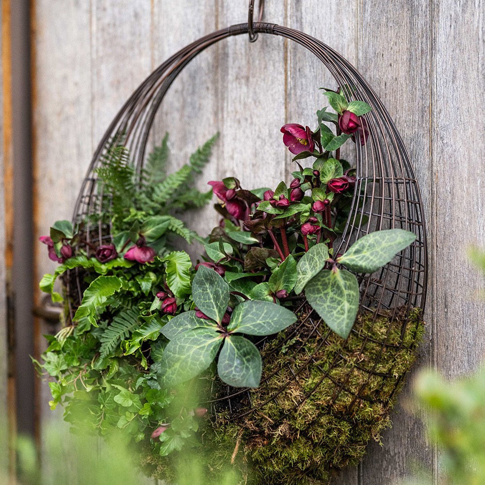Living wreath basket - large