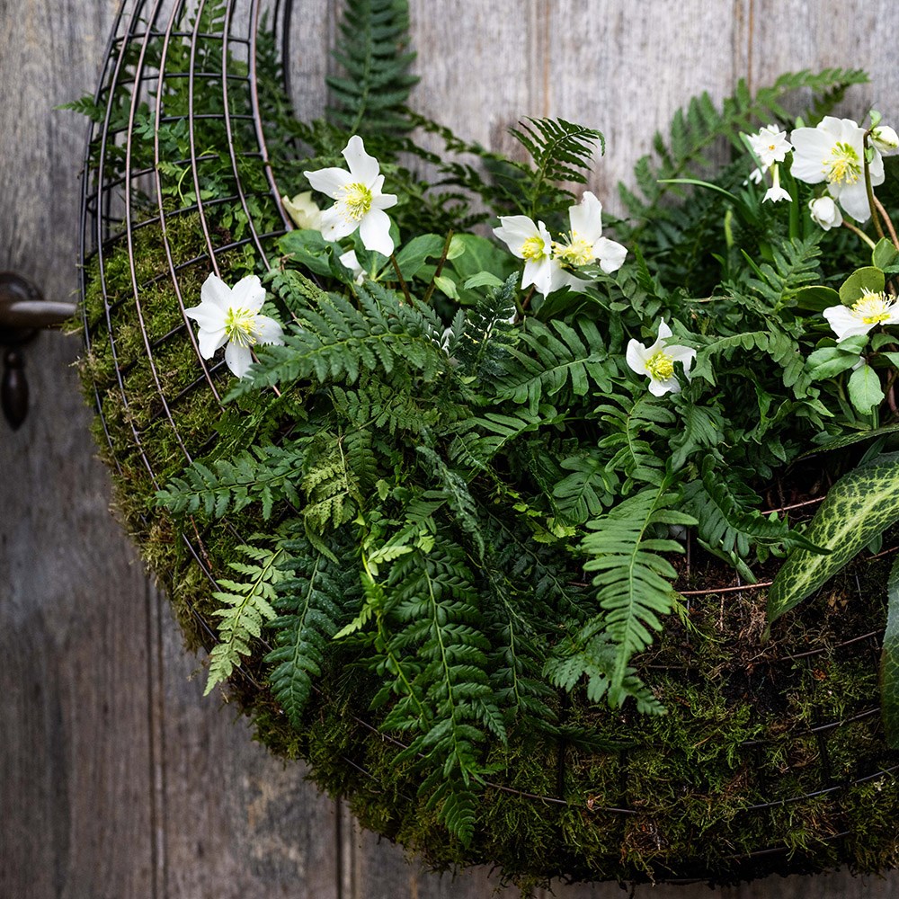 Living wreath basket - medium