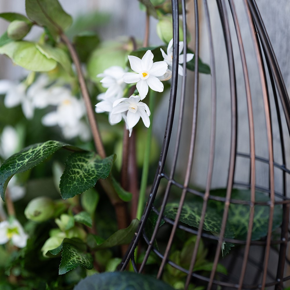Living wreath basket - medium