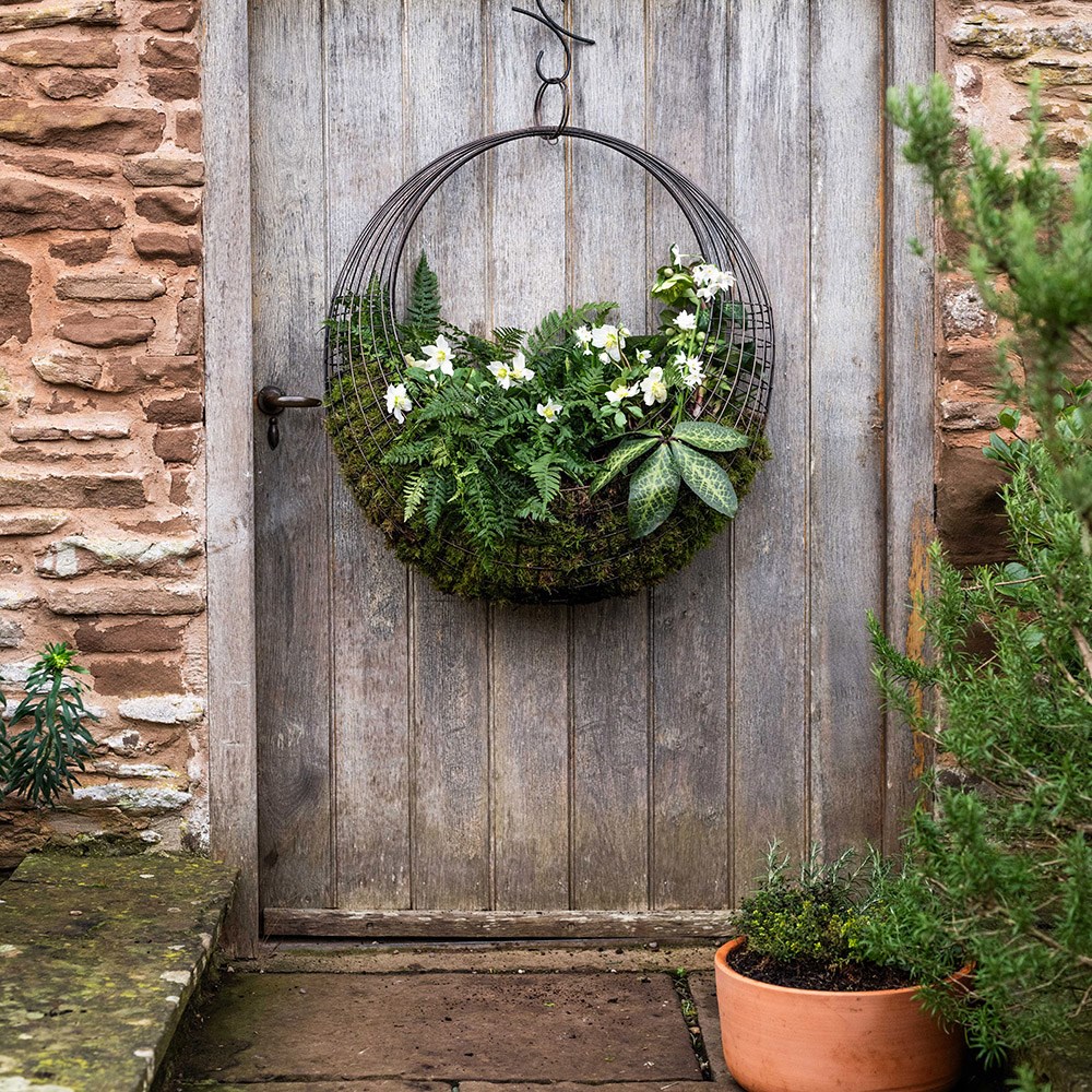 Living wreath basket - medium