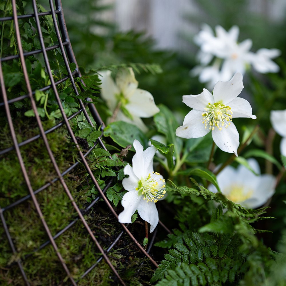 Living wreath basket - medium