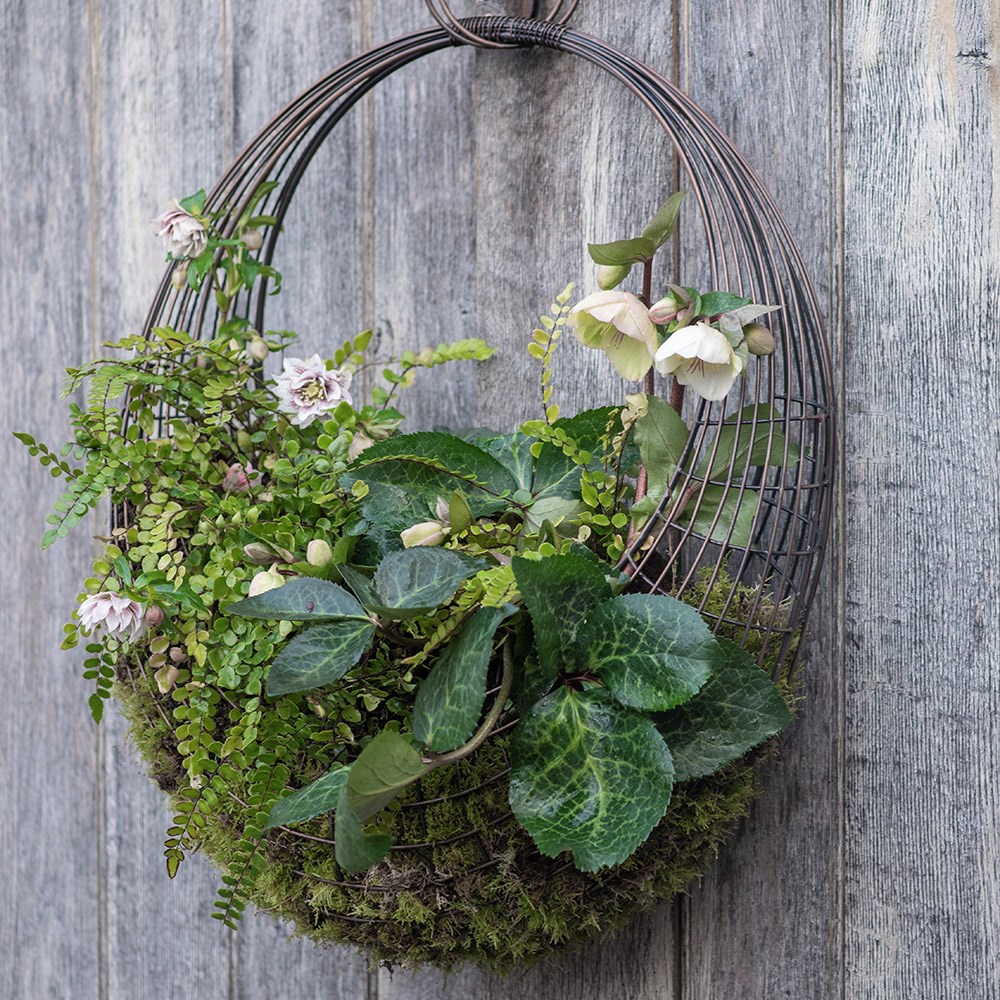 Living wreath basket - small