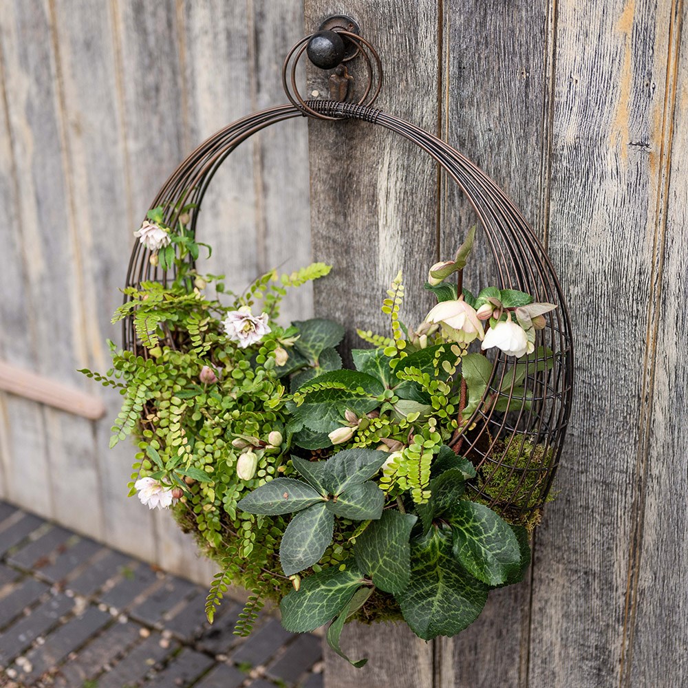 Living wreath basket - small