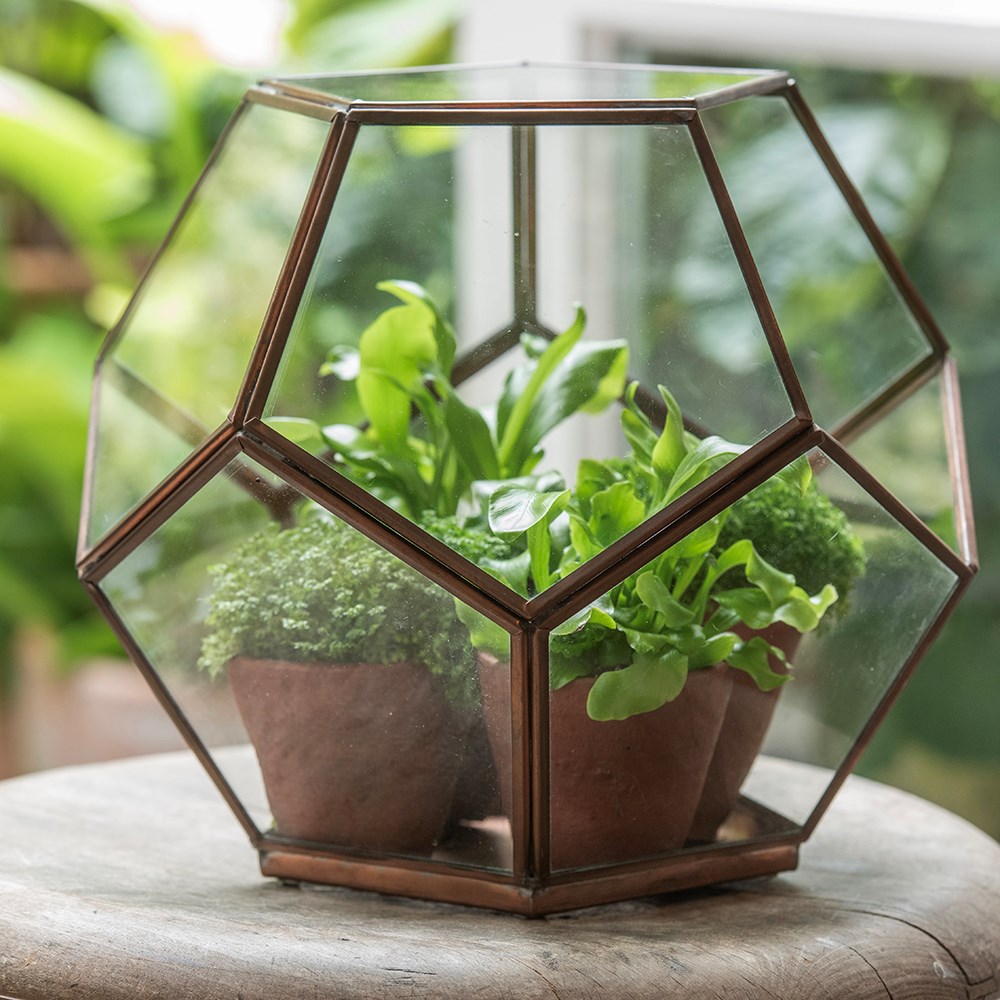Pentagon terrarium - copper