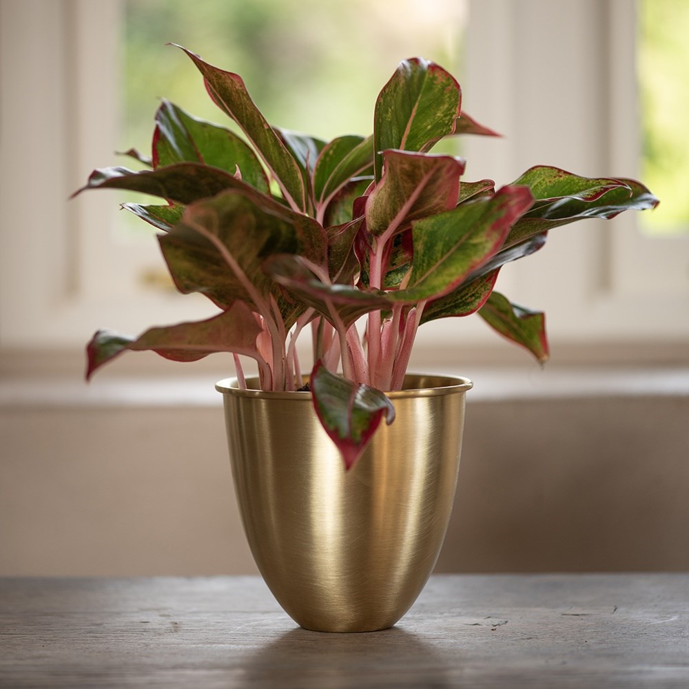 Brushed brass pot