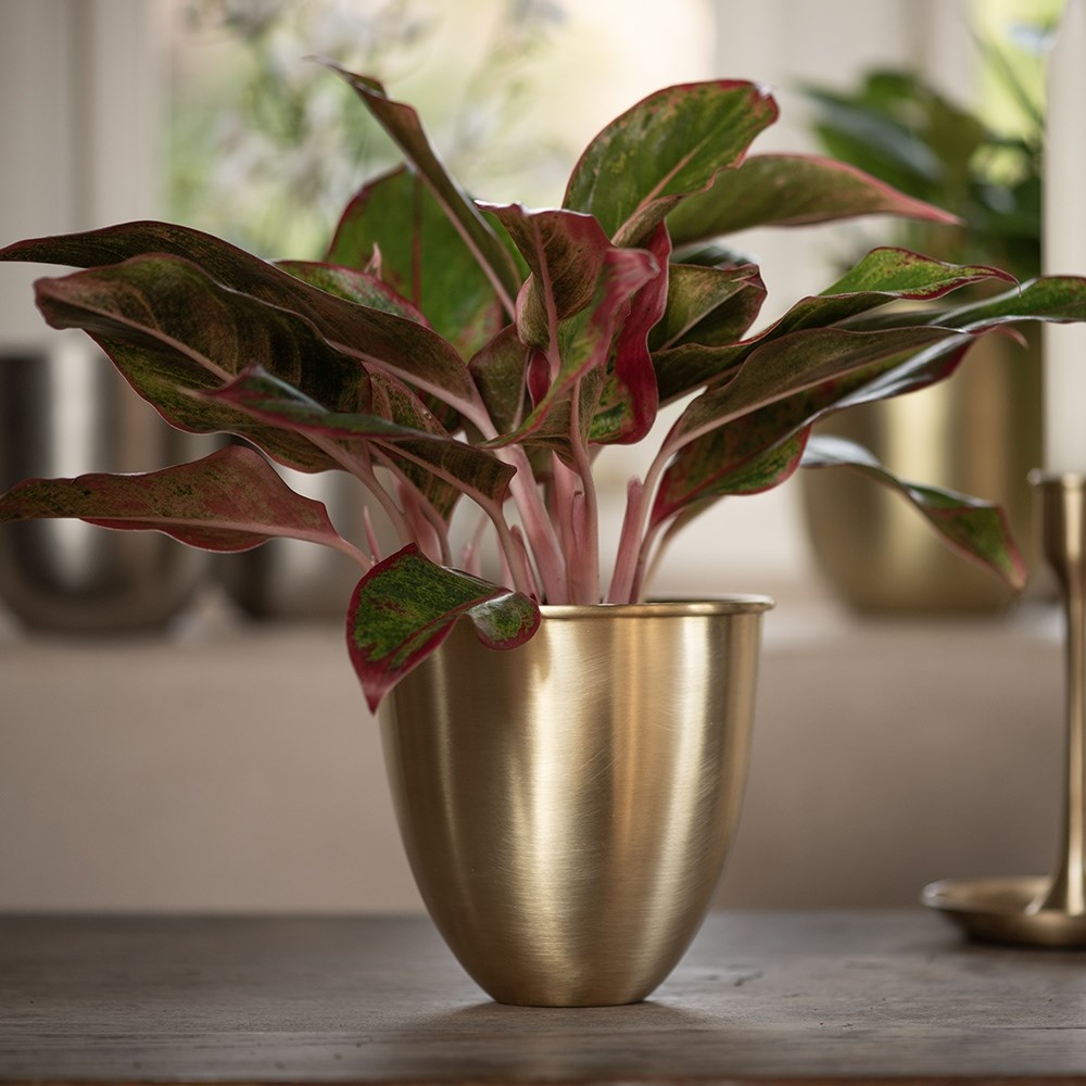 Brushed brass pot
