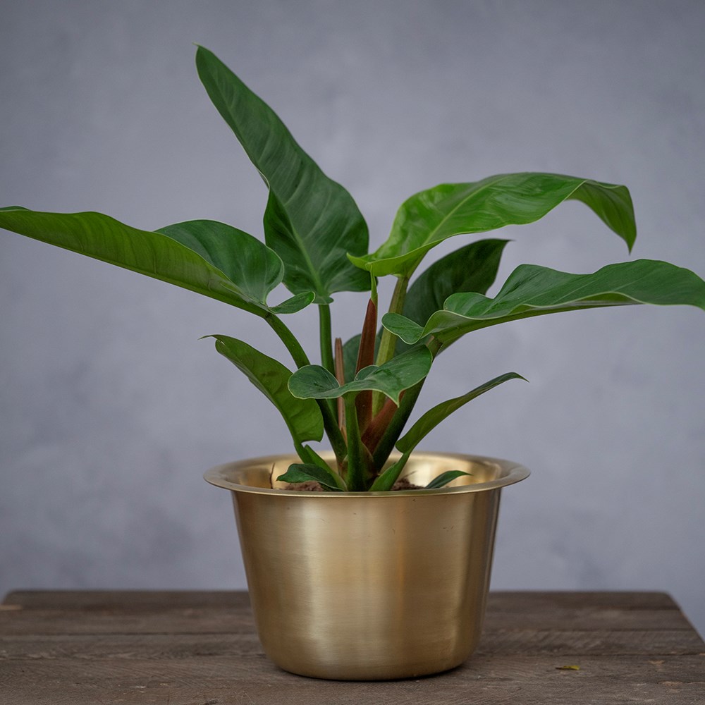 Spun brass pot