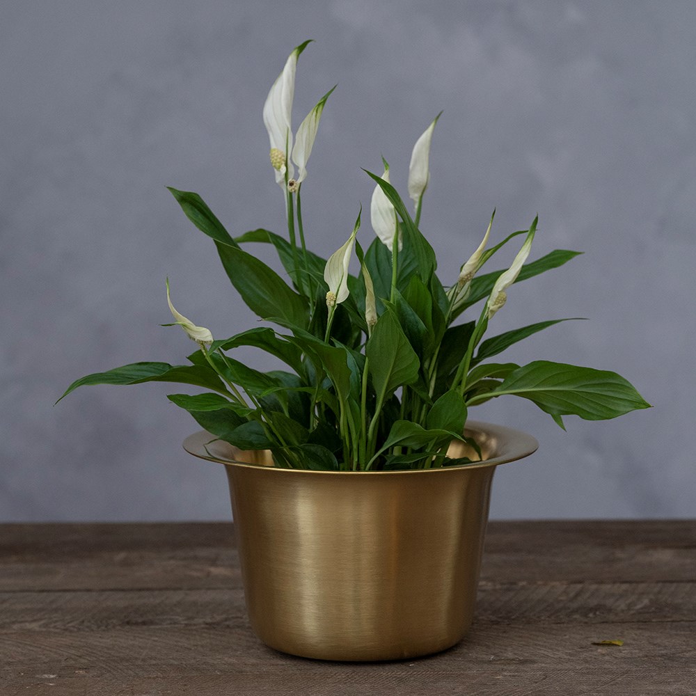 Spun brass pot