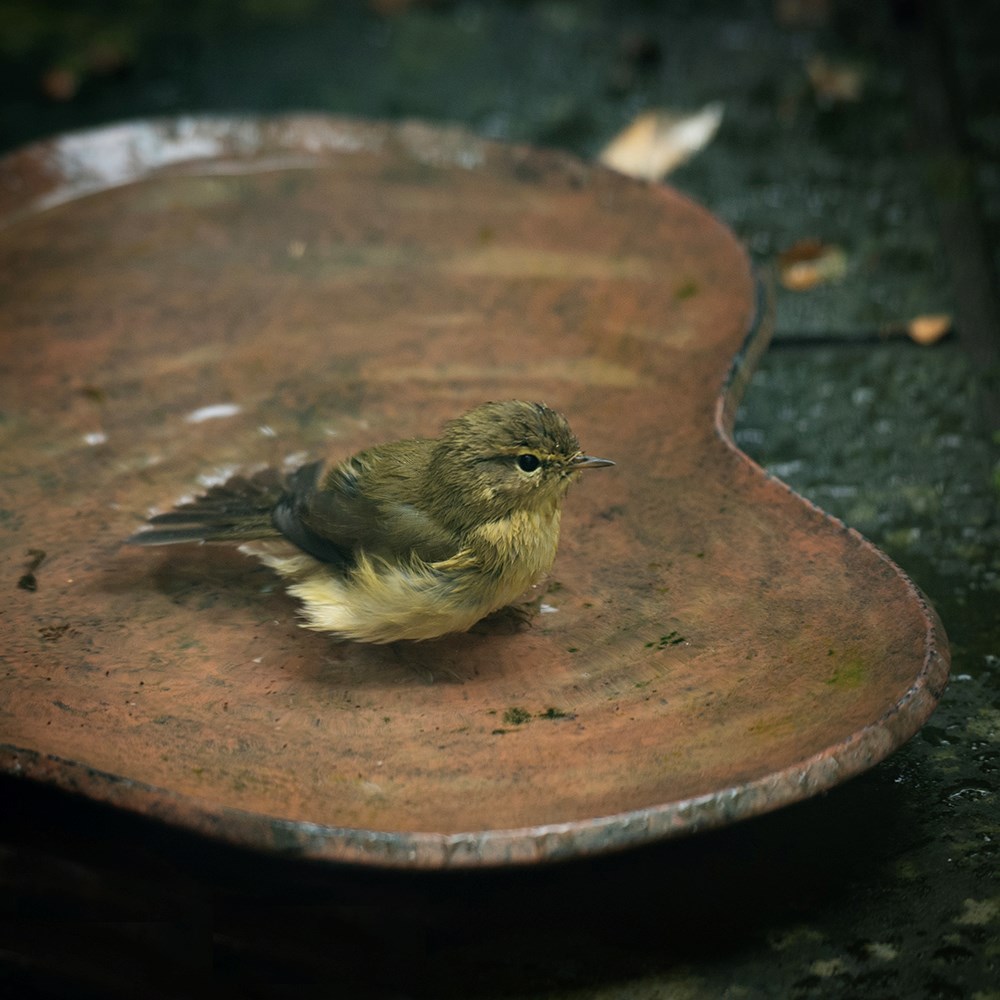 Clover bird bath - rusty brown