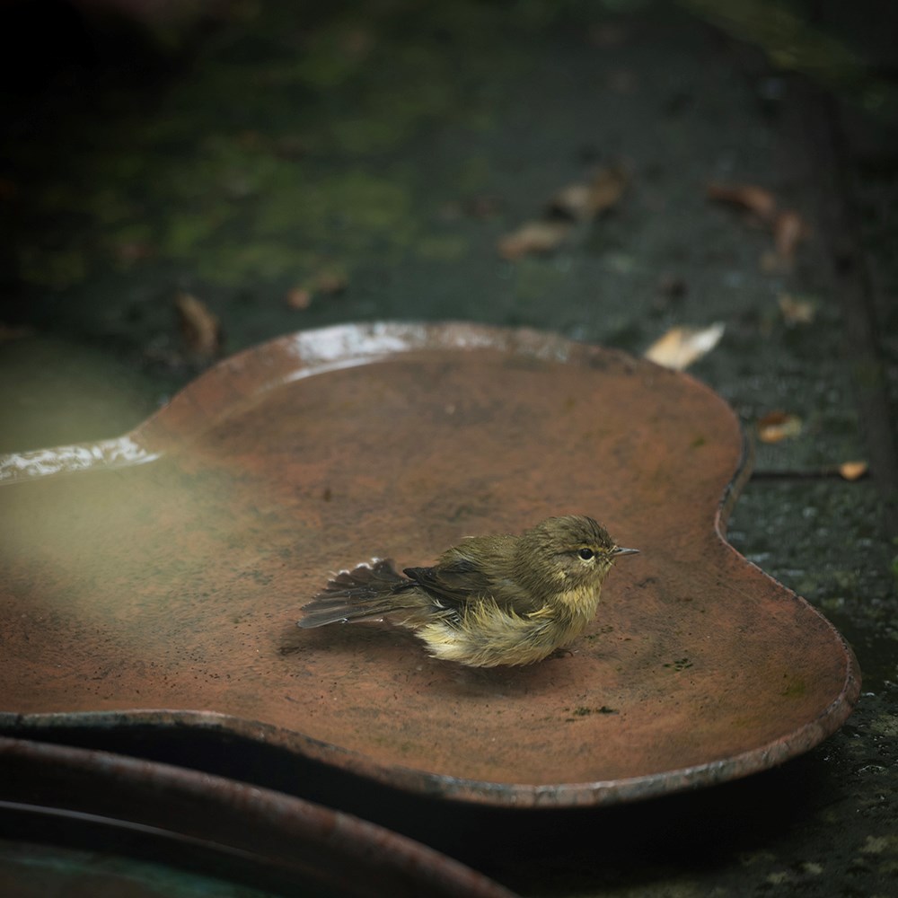 Clover bird bath - rusty brown