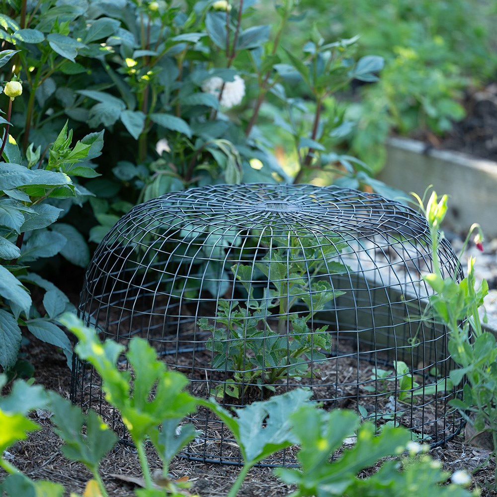 Cloche/basket - antique pewter