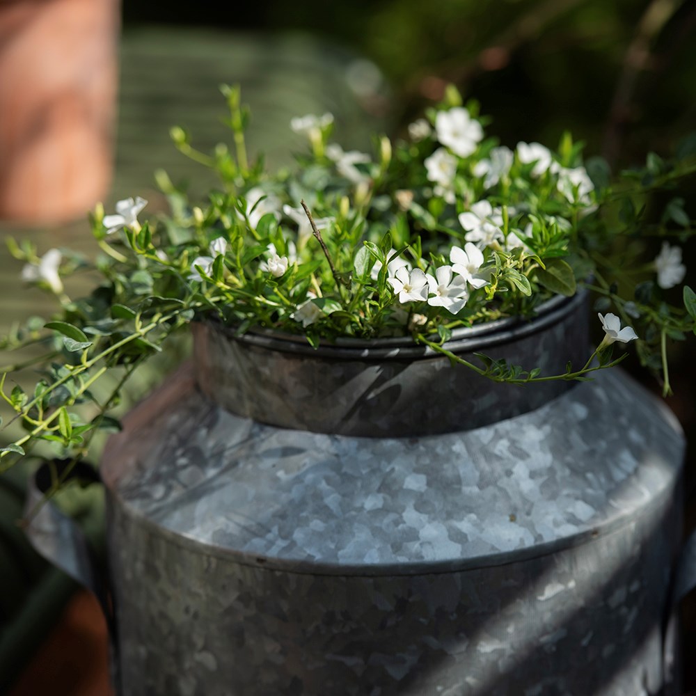 Dairy pot