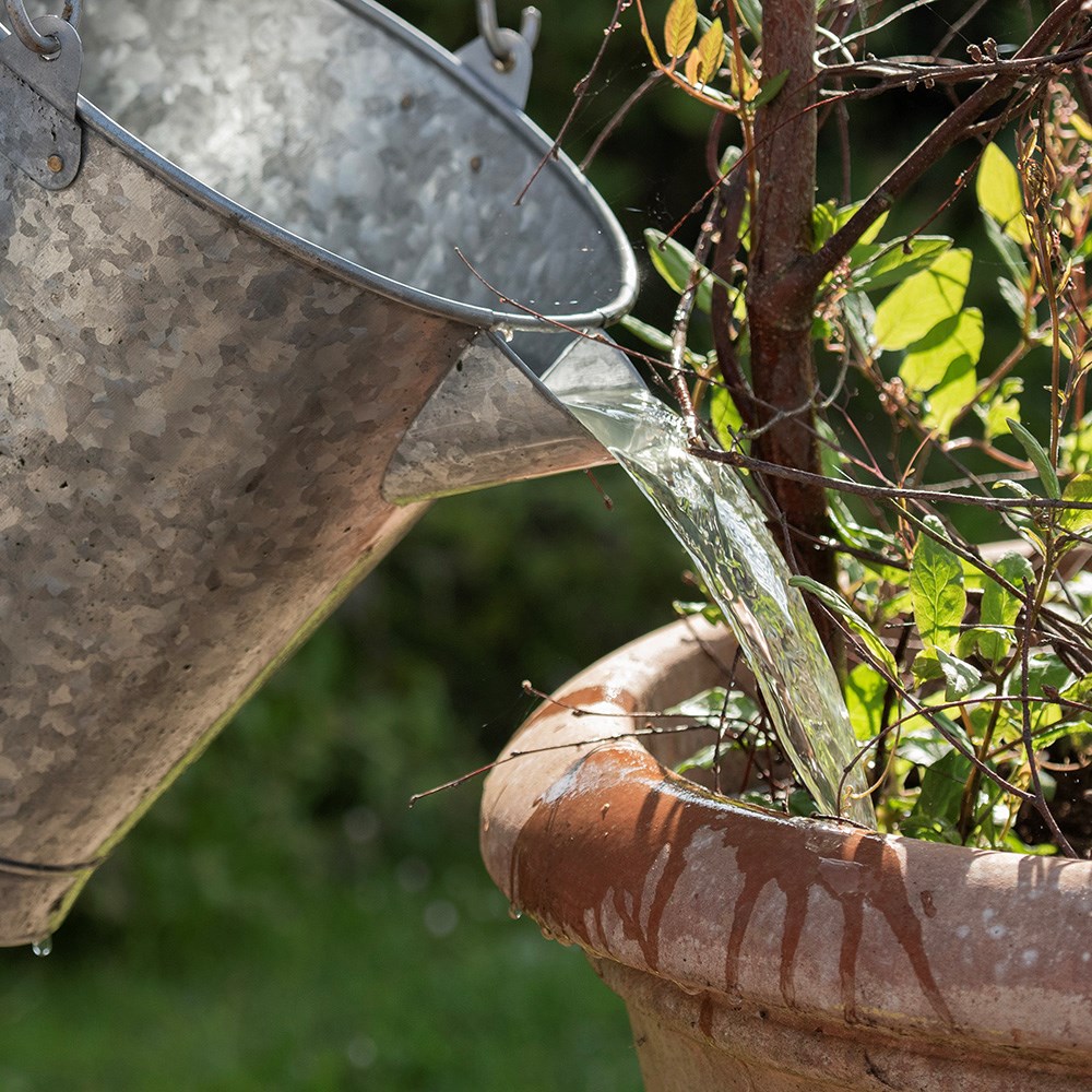 Dunk - the dip watering bucket