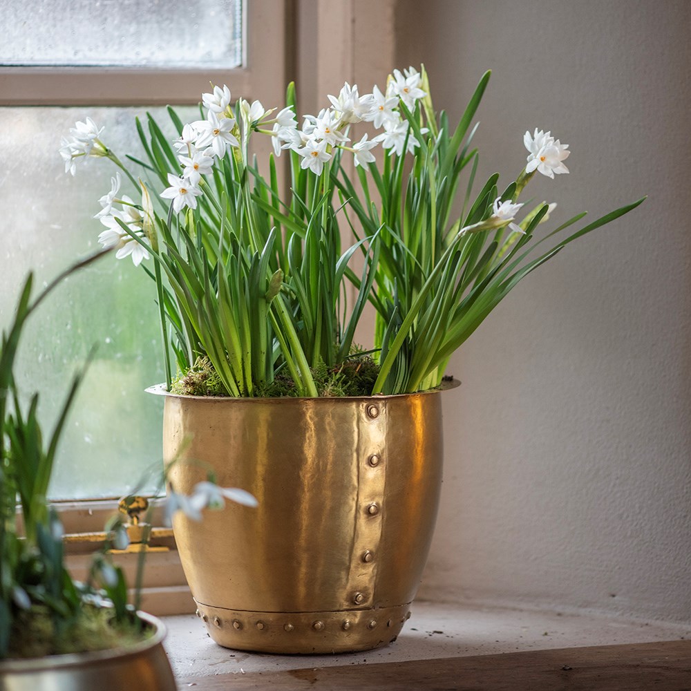 Riveted pot - brushed brass