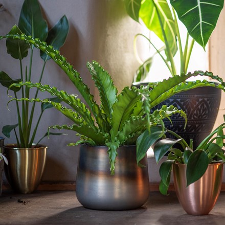 Burnt silver pot