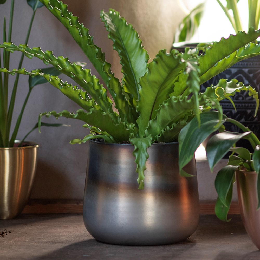 Burnt silver pot