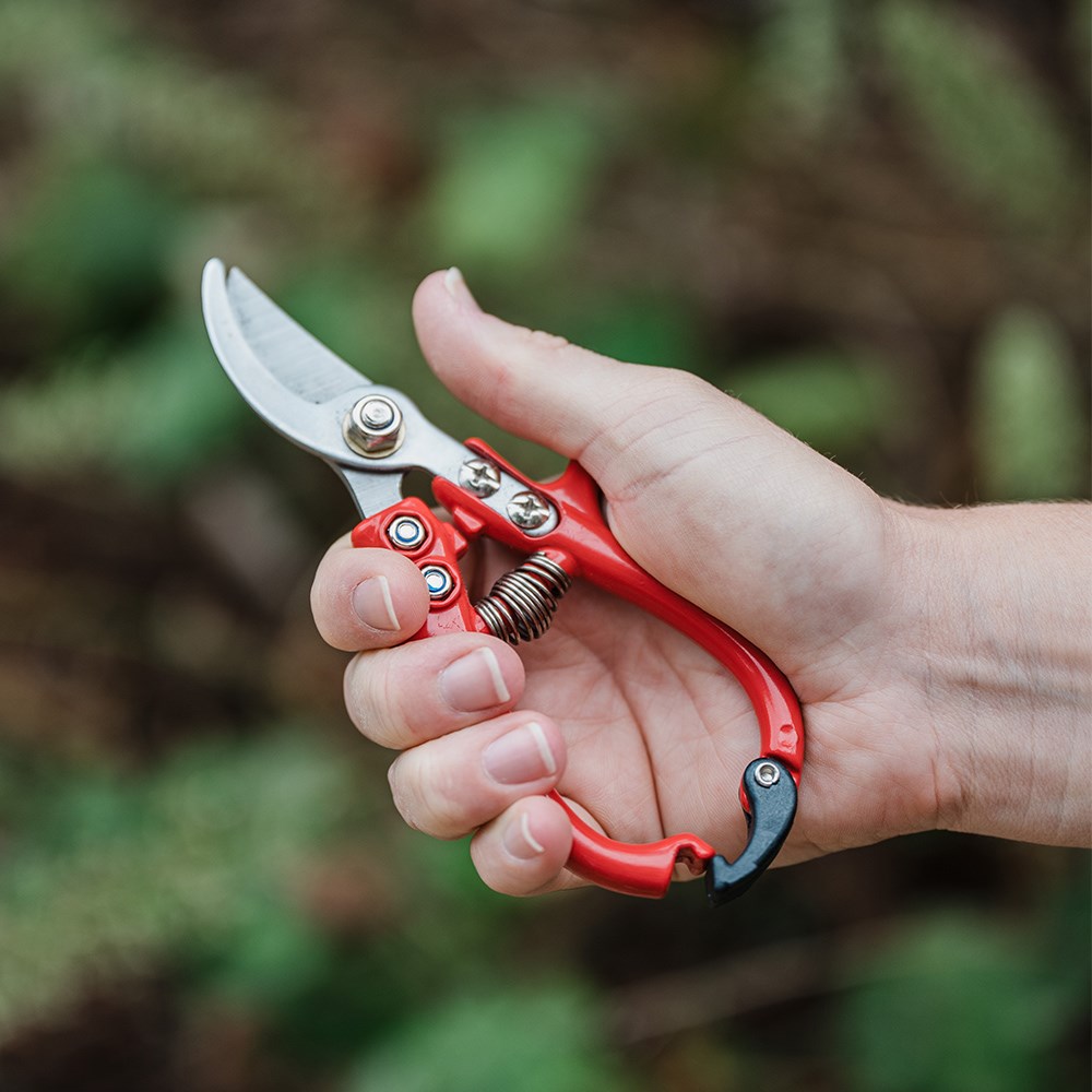 Rose pruners 
