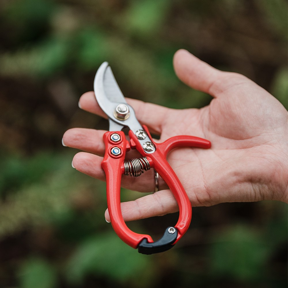 Rose pruners 