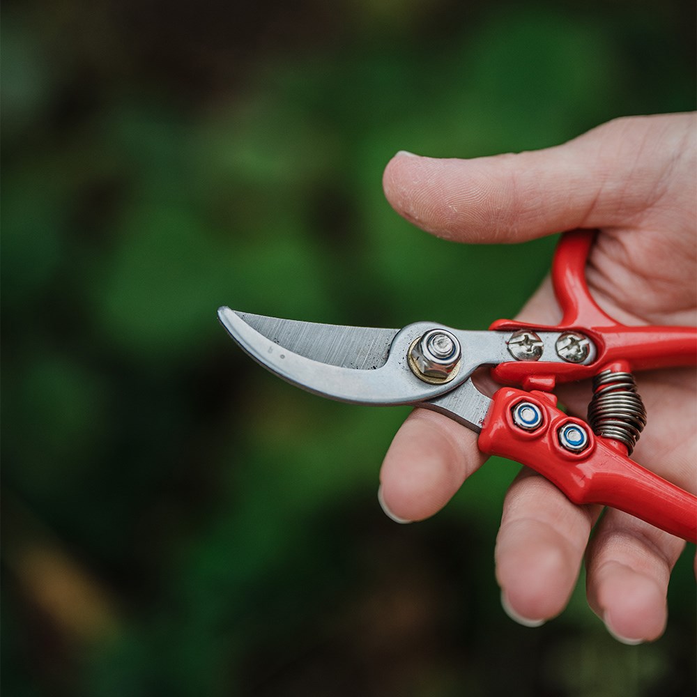 Rose pruners 