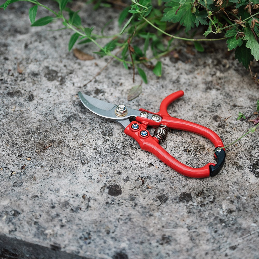 Rose pruners 