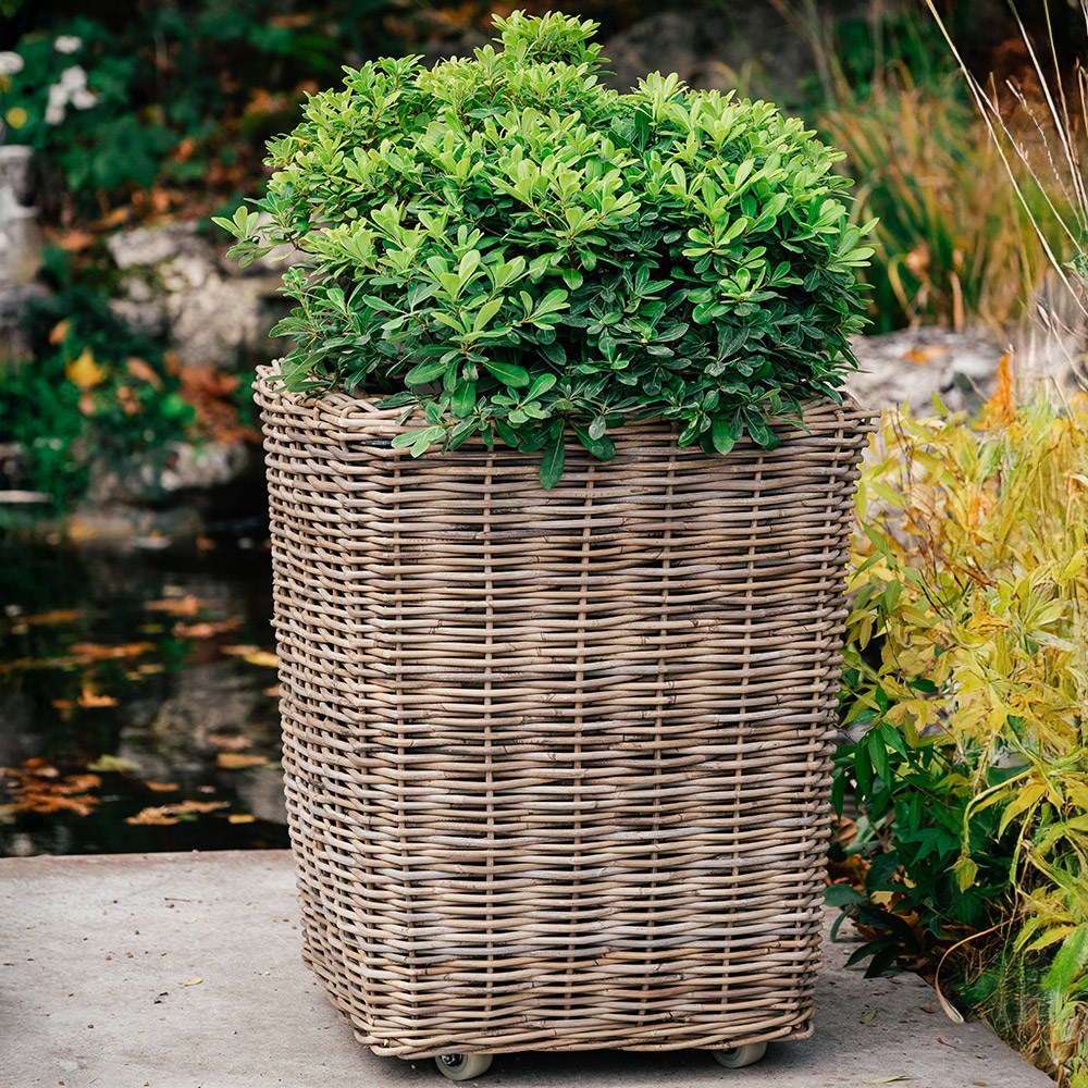 Large square rattan planter on wheels