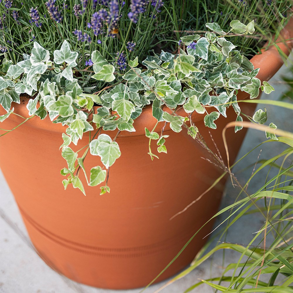 Terracotta tree pot