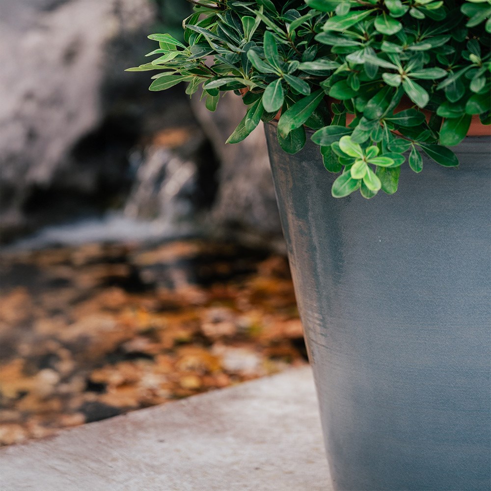 Grey tree pot