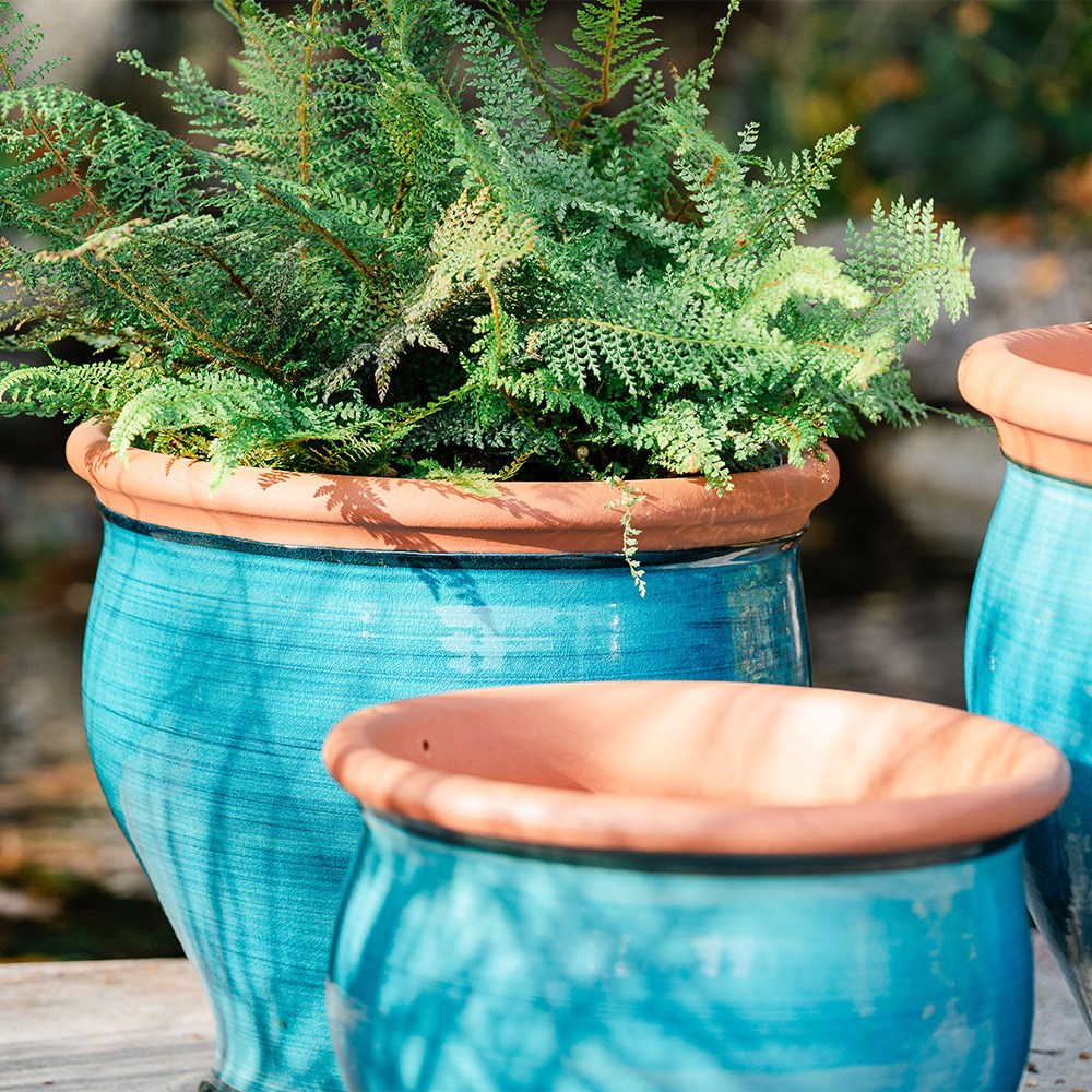 Turquoise bellied planter
