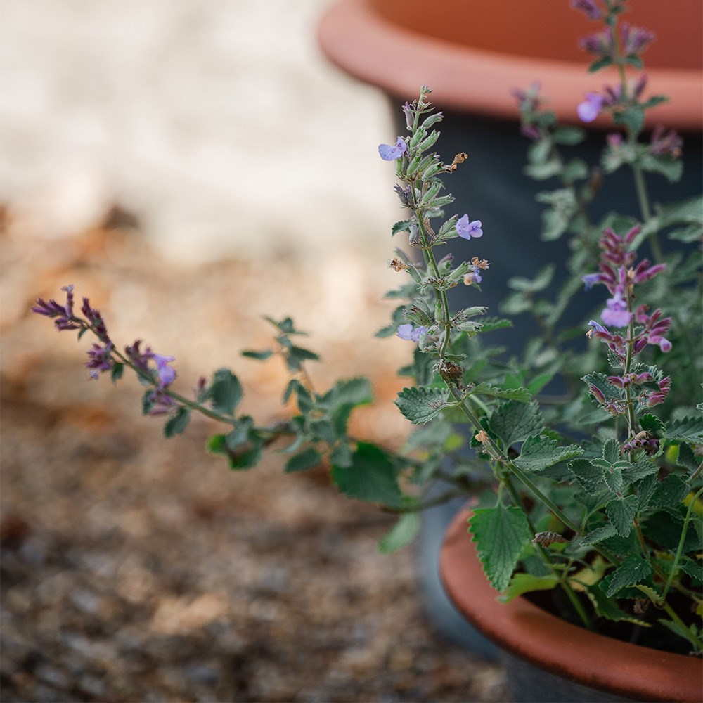 Grey flared planter
