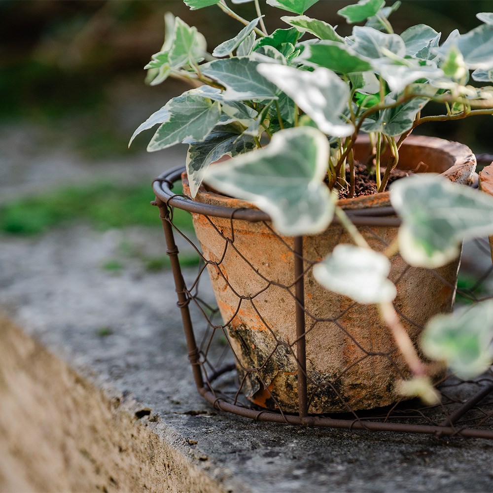 Set of three terracotta pots in basket