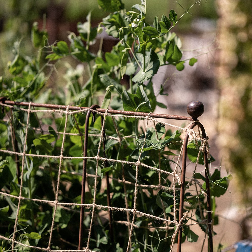 Ornate metal pea frame with jute netting - rust