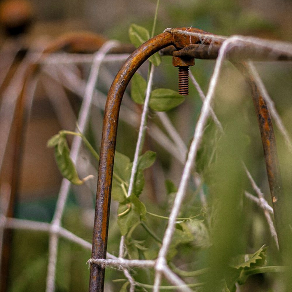 Ornate metal pea frame with jute netting - rust