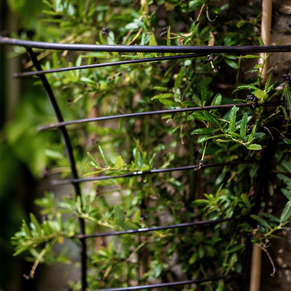 Metal wall plant frame support - rust
