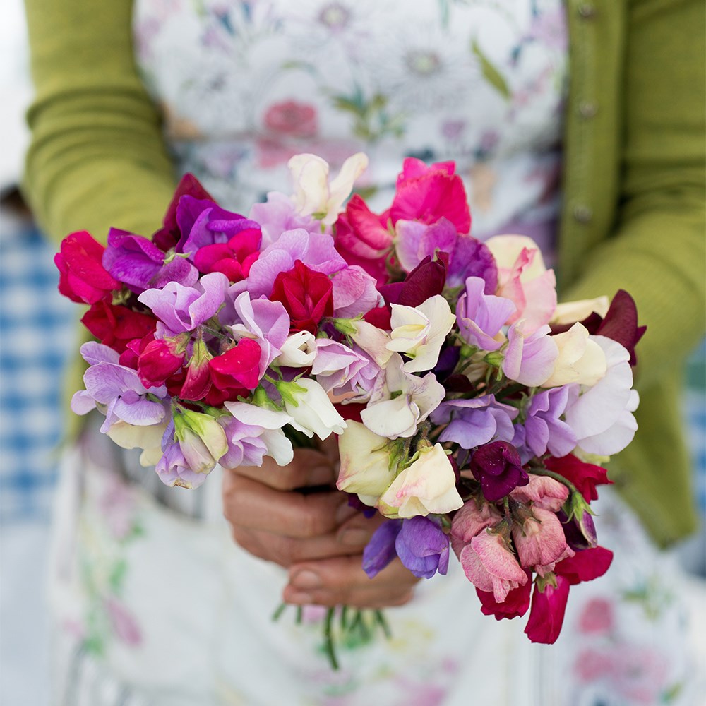 The sweet pea kit