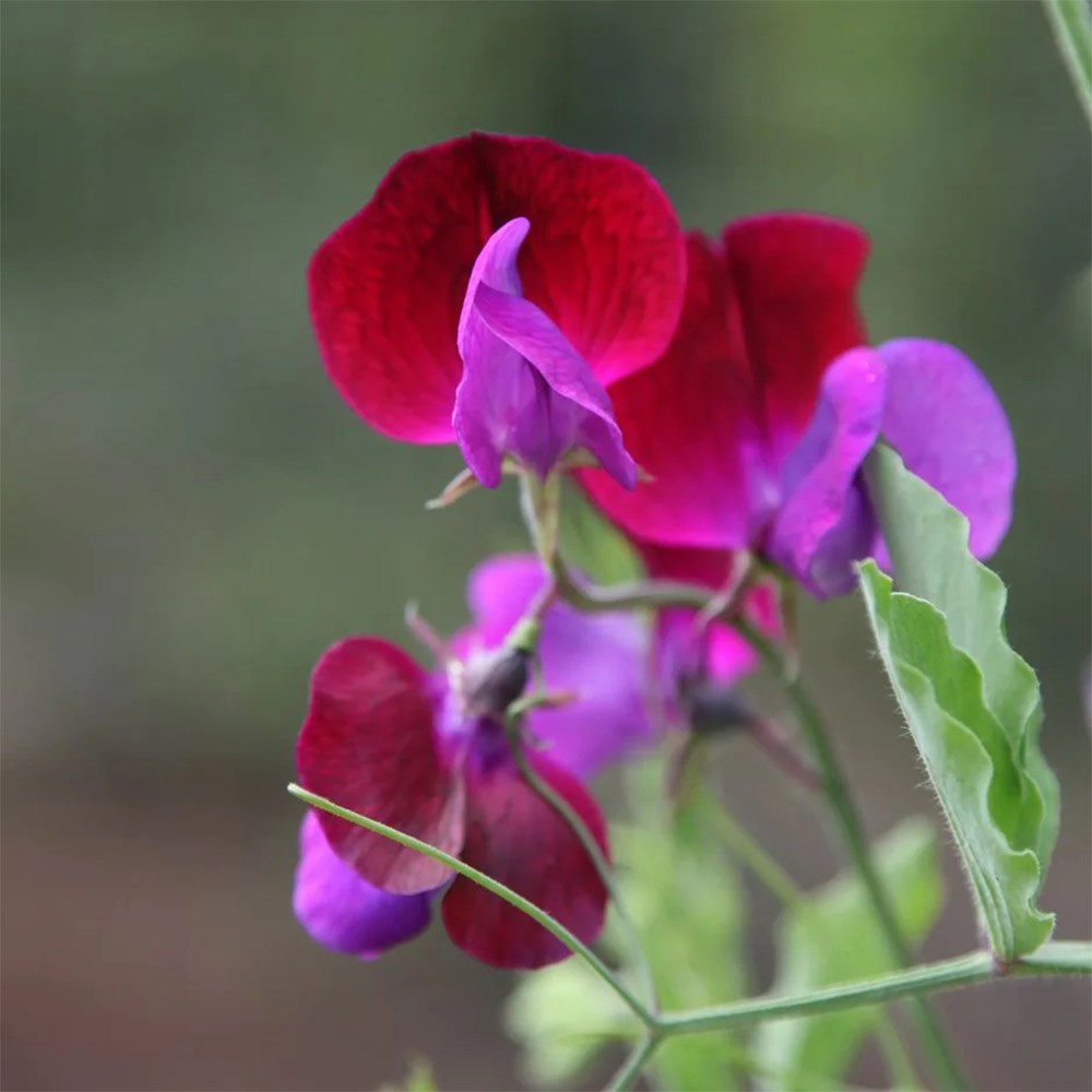 The sweet pea kit