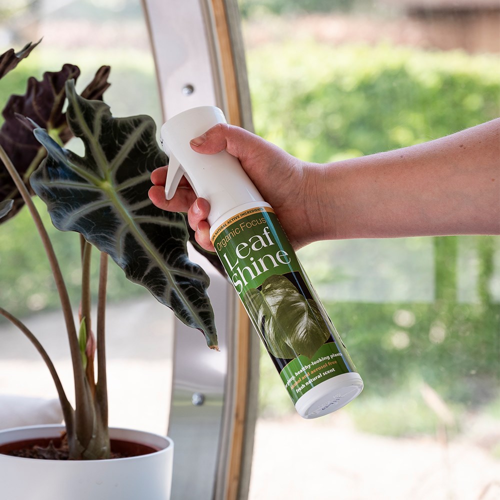 Organic leaf shine