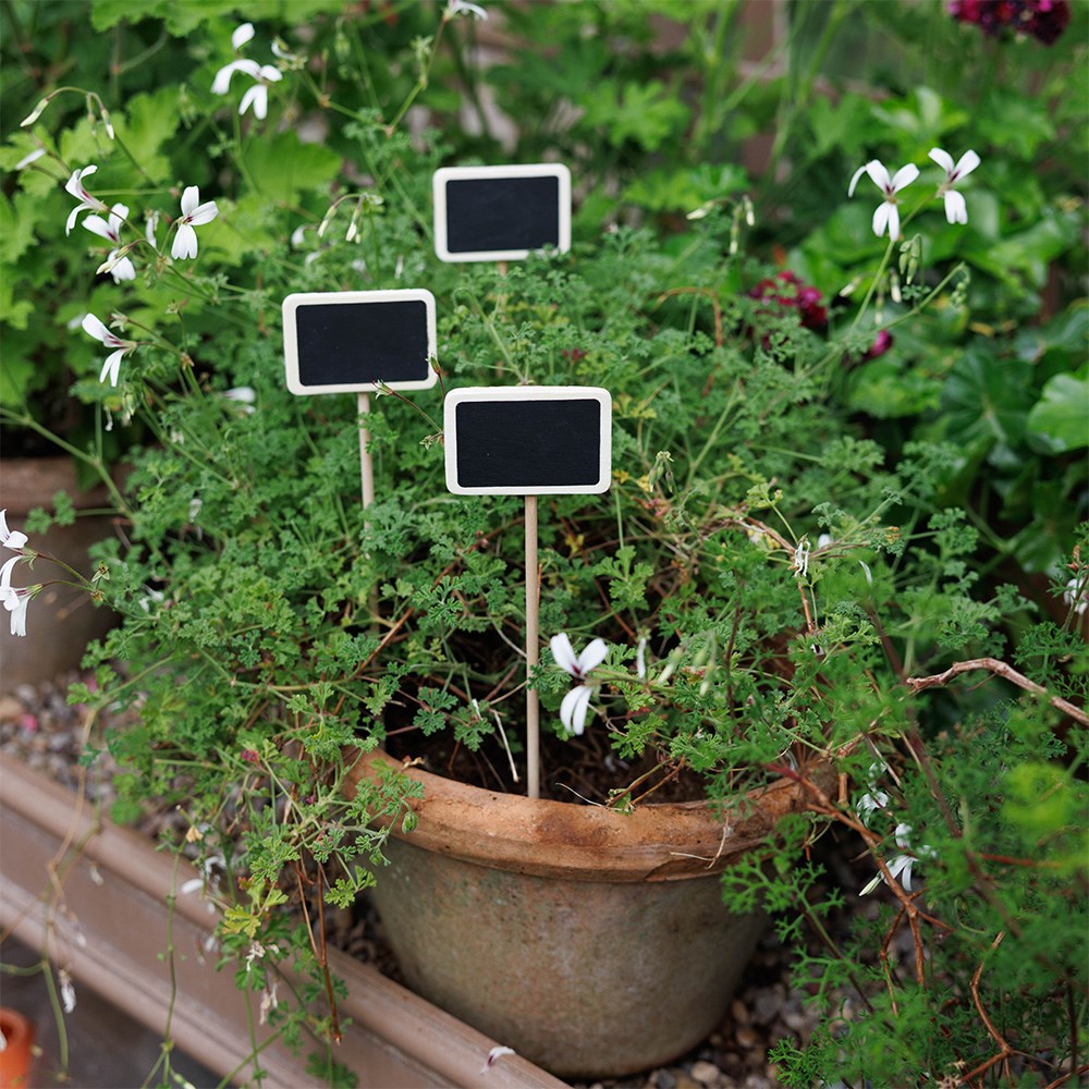 Large blackboard & wood plant label - set of 6