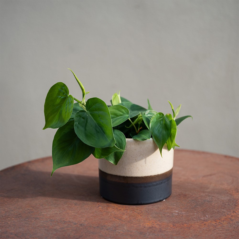Glazed ombre bronze & cream pot