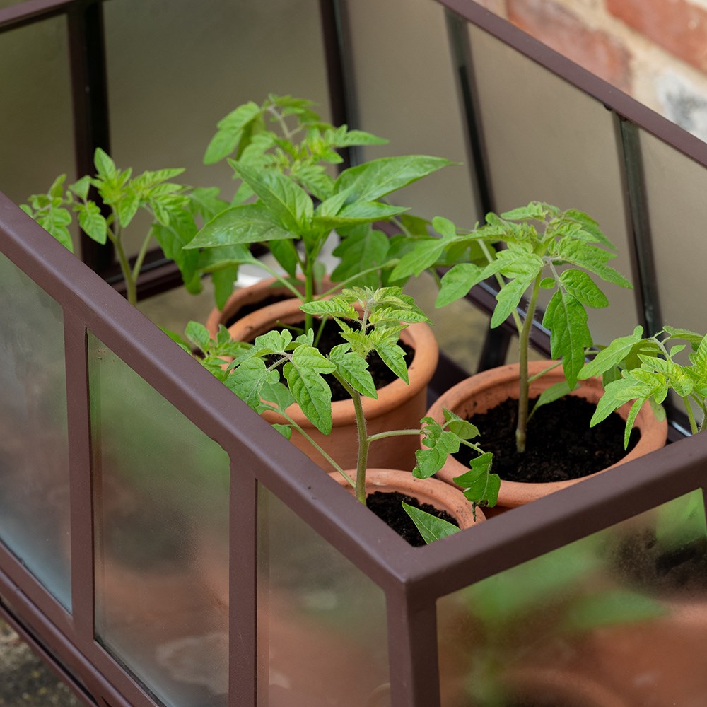 Rectangular Victorian growhouse - dark chestnut