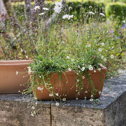 Roma terracotta trough - whitewash