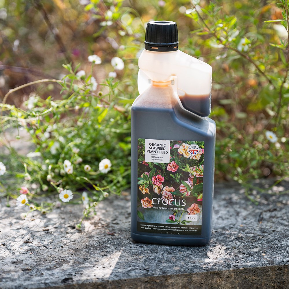 Crocus organic seaweed plant feed
