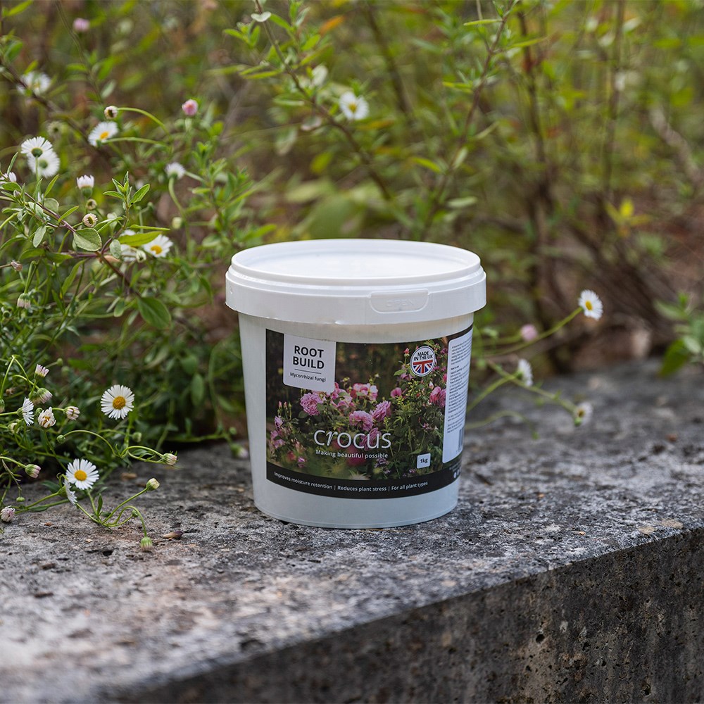 Root build - mycorrhizal fungi