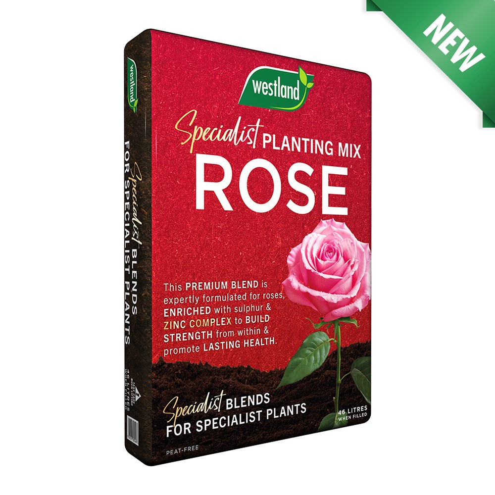 Buy rose Pearl Anniversary (patio) Rosa Pearl Anniversary