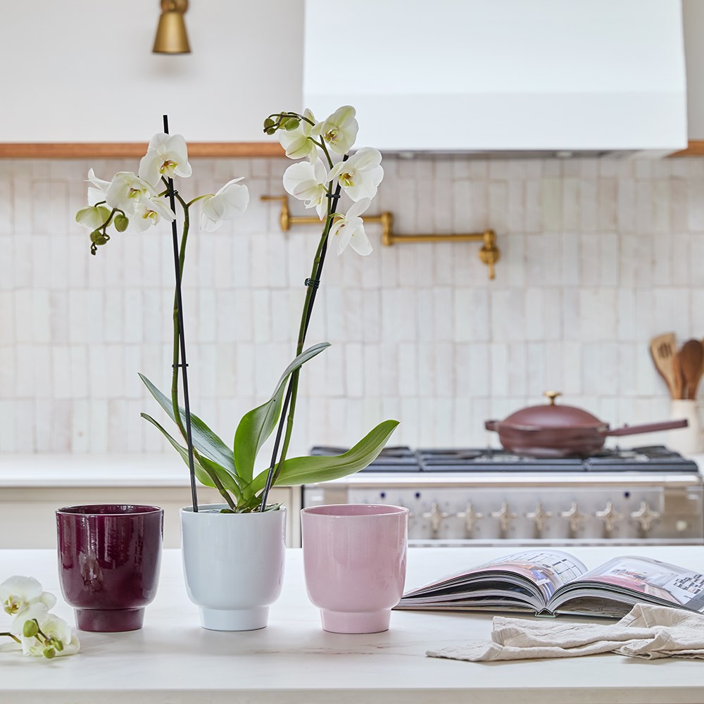 Orchid glazed plant pot - burgundy