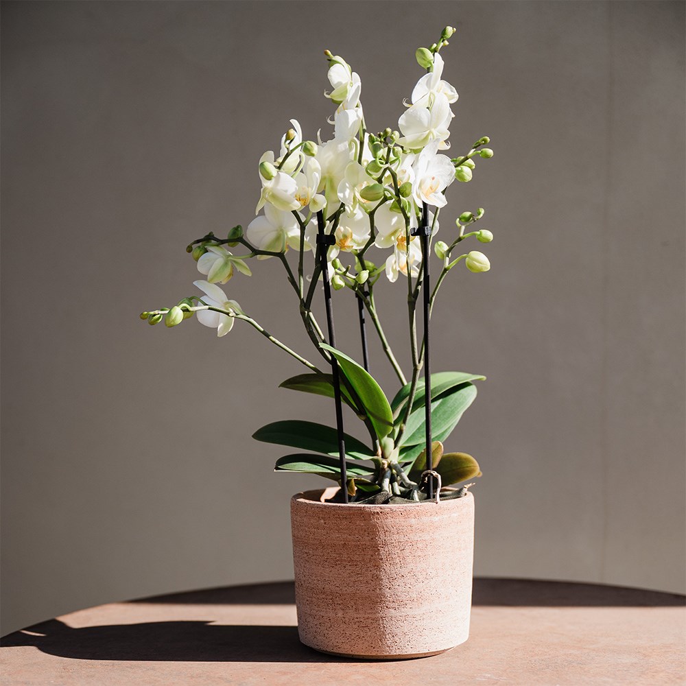 Italian terracotta textured plant pot