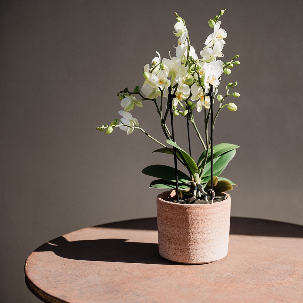 Italian terracotta textured plant pot