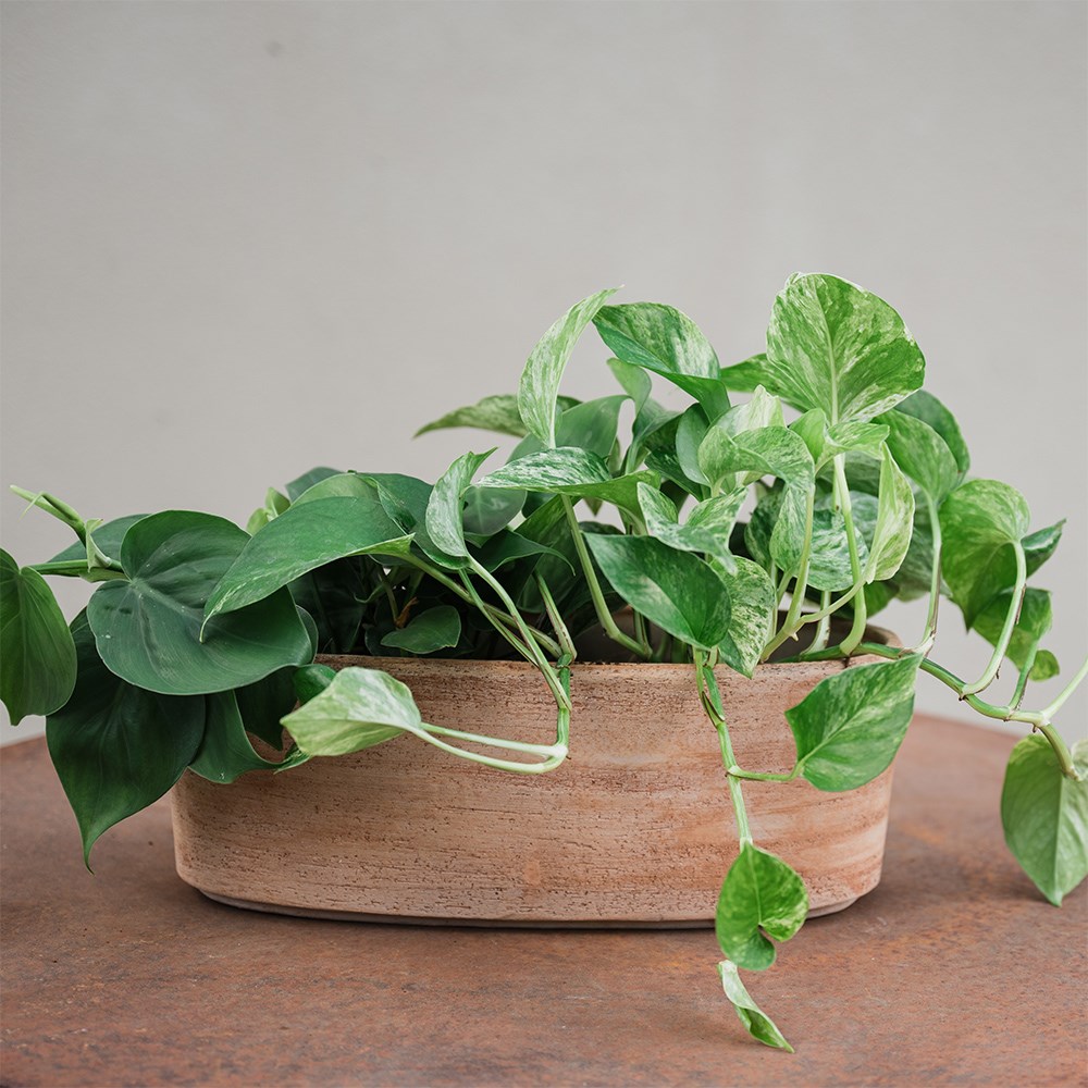 Italian terracotta textured plant low bowl