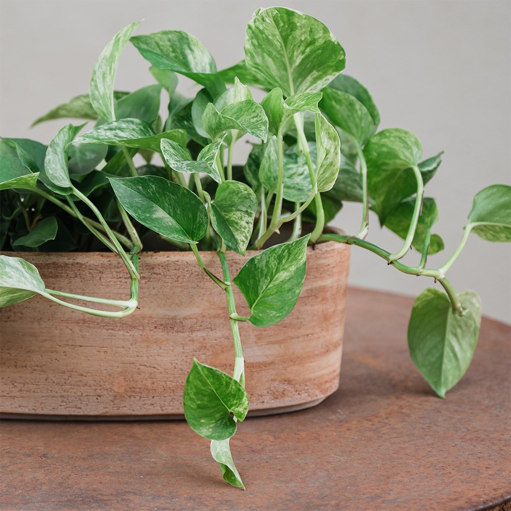 Italian terracotta textured plant low bowl