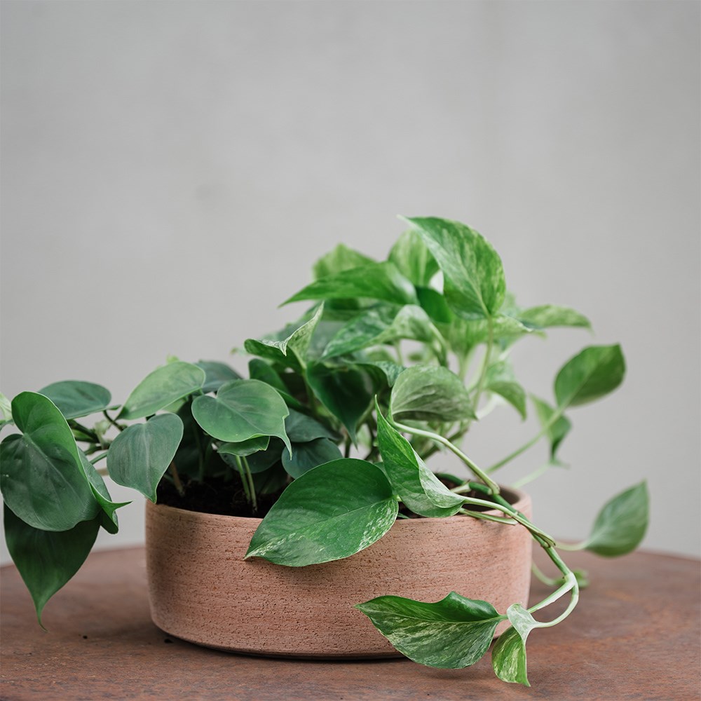 Italian terracotta textured plant bowl
