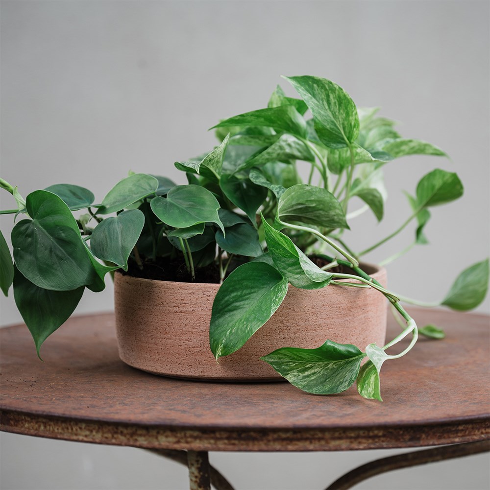 Italian terracotta textured plant bowl